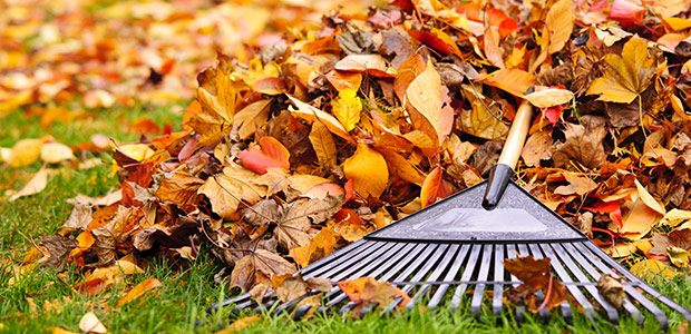 Fall Preparation Raking Leaves